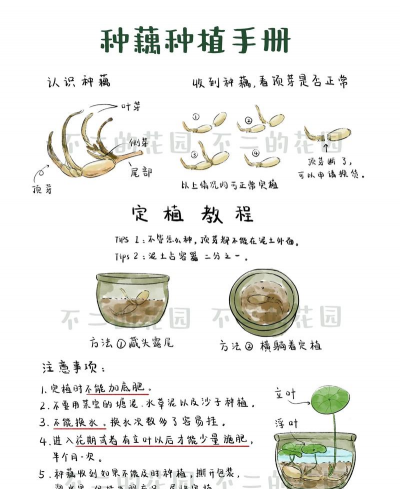 藕无土栽培，技术要点，实用指南