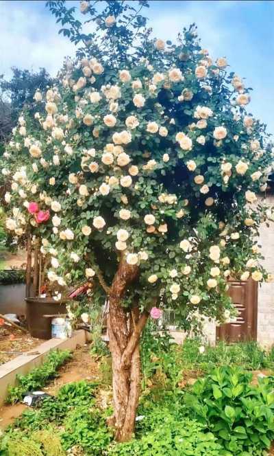 桑椹树病虫防治方法，常见问题解析，实用应对技巧