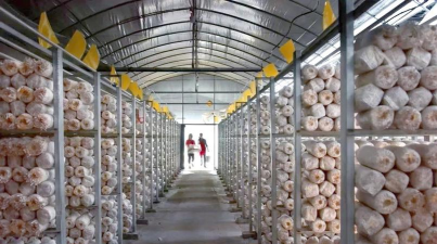 桑椹树病虫防治方法，常见问题解析，实用应对技巧