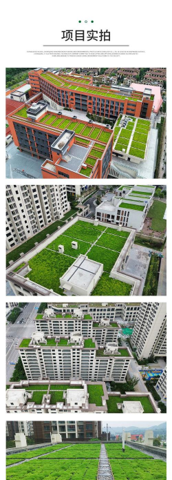 桑椹树病虫防治方法，常见问题解析，实用应对技巧