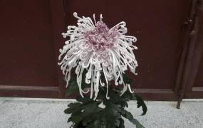 草果栽培，掌握关键技巧，实现高产稳收