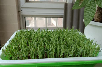 草果栽培，掌握关键技巧，实现高产稳收