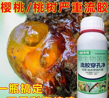 草果栽培，掌握关键技巧，实现高产稳收