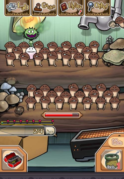 草果栽培，掌握关键技巧，实现高产稳收