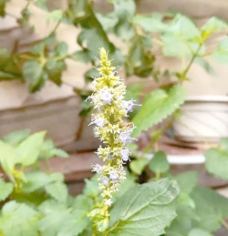 桑椹树病虫防治方法，常见问题解析，实用应对技巧