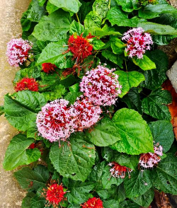 臭牡丹花怎么养,掌握关键技巧,轻松爆盆开花 臭牡丹花怎么养,掌握关键技巧,轻松爆盆开花