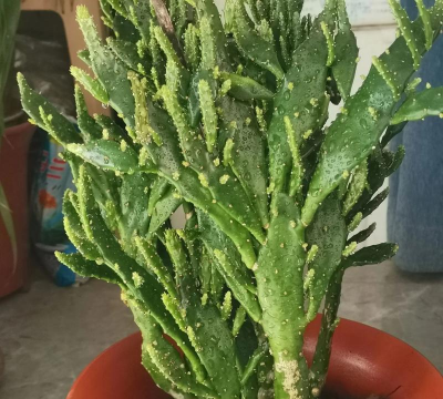 千手观音花怎么养,掌握关键技巧,轻松养出好状态 千手观音花怎么养,掌握关键技巧,轻松养出好状态