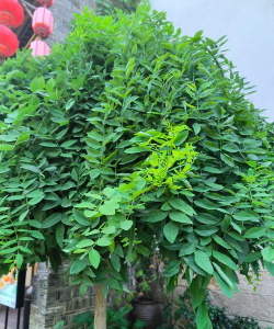 草果栽培，掌握关键技巧，实现高产稳收