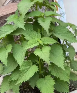 草果栽培，掌握关键技巧，实现高产稳收