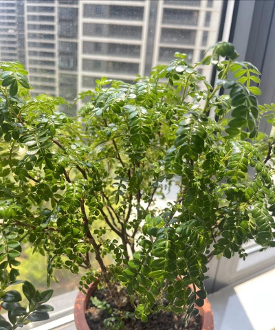 草果栽培，掌握关键技巧，实现高产稳收