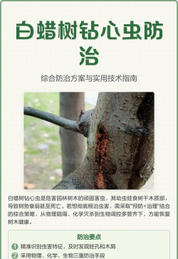 桑椹树病虫防治方法，常见问题解析，实用应对技巧