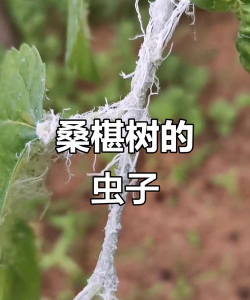 桑椹树病虫防治方法，常见问题解析，实用应对技巧