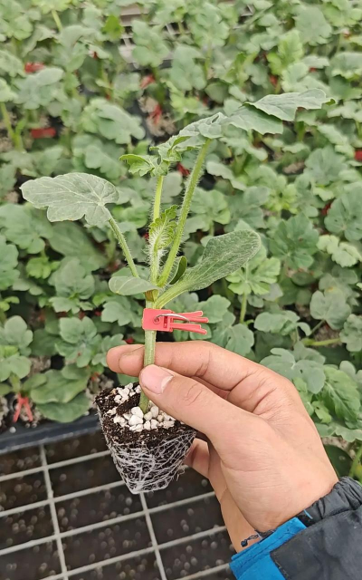 桑椹树病虫防治方法，常见问题解析，实用应对技巧