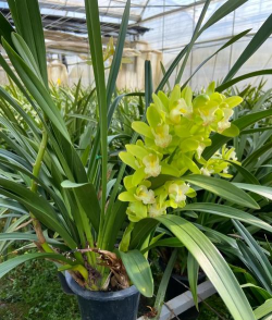 惠兰花怎么养，花后养护要点，延长花期寿命