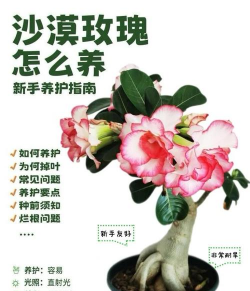 桑椹树病虫防治方法，常见问题解析，实用应对技巧