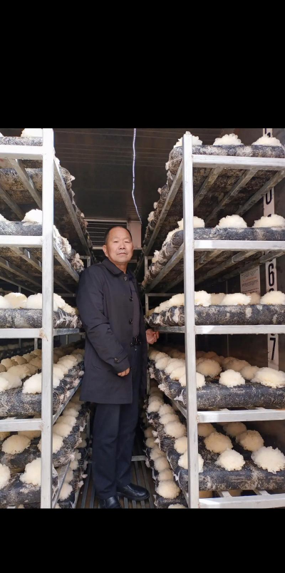 桑椹树病虫防治方法，常见问题解析，实用应对技巧