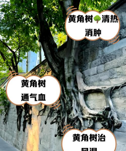 桑椹树病虫防治方法，常见问题解析，实用应对技巧