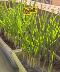 桑椹树病虫防治方法，常见问题解析，实用应对技巧