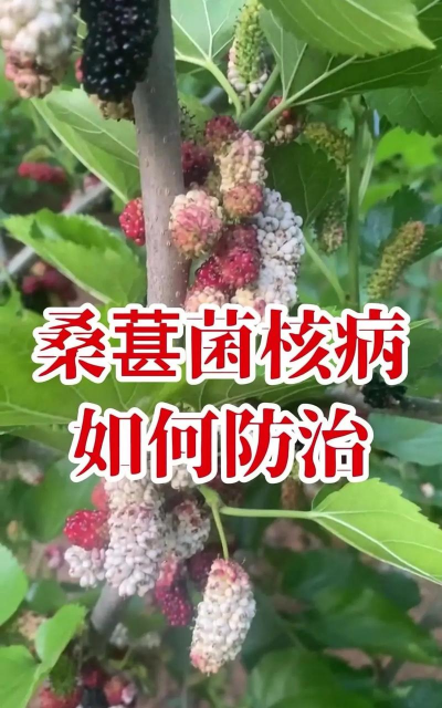 桑椹树病虫防治方法，常见问题解析，实用应对技巧