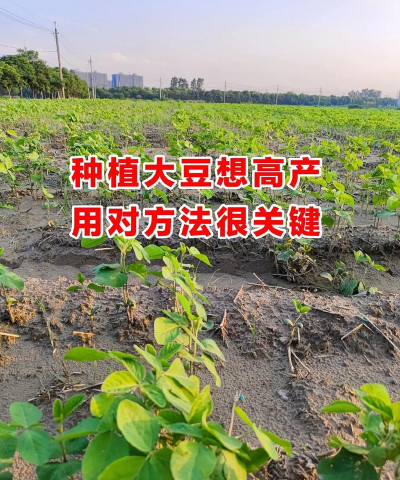 大豆高产栽培技术要点，掌握关键环节，实现增产增收