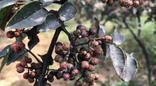 桑椹树病虫防治方法，常见问题解析，实用应对技巧