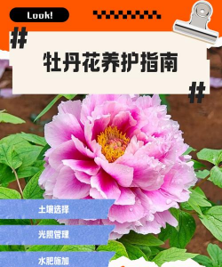 桑椹树病虫防治方法，常见问题解析，实用应对技巧