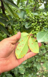 桑椹树病虫防治方法，常见问题解析，实用应对技巧