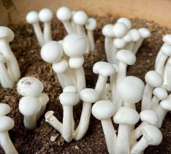 桑椹树病虫防治方法，常见问题解析，实用应对技巧