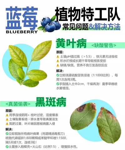 桑椹树病虫防治方法，常见问题解析，实用应对技巧