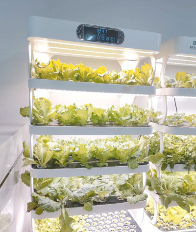 桑椹树病虫防治方法，常见问题解析，实用应对技巧