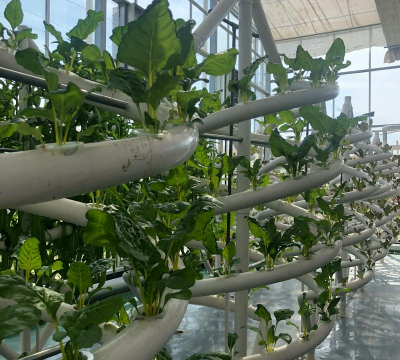 桑椹树病虫防治方法，常见问题解析，实用应对技巧