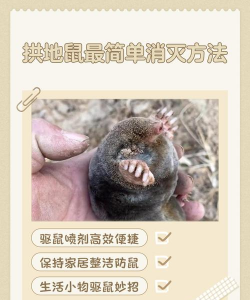 老鼠拱树防治办法,常见问题解析,实用操作指南 老鼠拱树防治办法,常见问题解析,实用操作指南