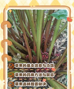 草果栽培，掌握关键技巧，实现高产稳收