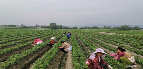 附子栽培，掌握关键技巧，提升种植效益