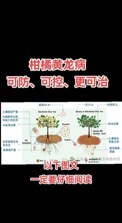黄龙黄化树防治方法，识别早期症状，采取综合措施