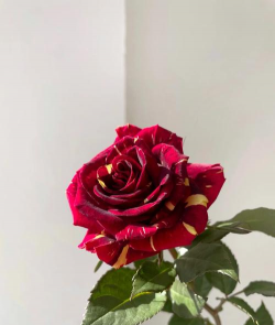 桑椹树病虫防治方法，常见问题解析，实用应对技巧