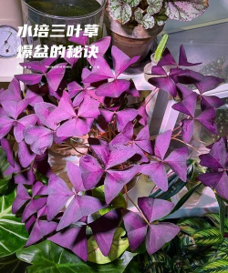 紫色的三叶花怎么养,掌握四个要点,轻松爆盆开花 紫色的三叶花怎么养,掌握四个要点,轻松爆盆开花