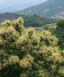 桑椹树病虫防治方法，常见问题解析，实用应对技巧