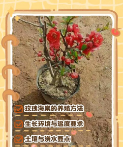 玖瑰海棠花怎么养好,掌握关键技巧,轻松养出好状态 玖瑰海棠花怎么养好,掌握关键技巧,轻松养出好状态