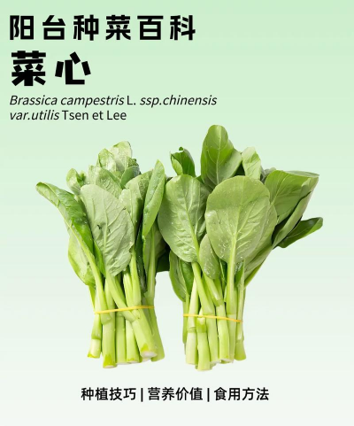 菜心的栽培，掌握关键技巧，轻松收获鲜嫩