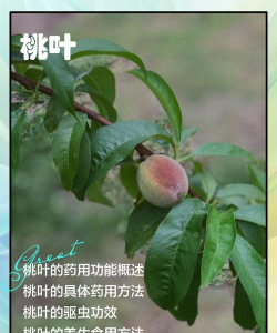 桃花的叶子叫什么