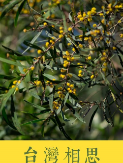 台湾相思属于什么属