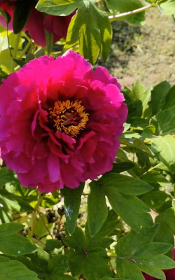 邯郸的市花是什么