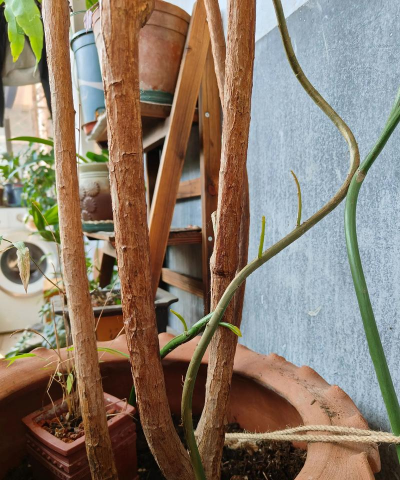 家庭养花用生根粉