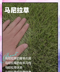 怎么去除马尼拉草