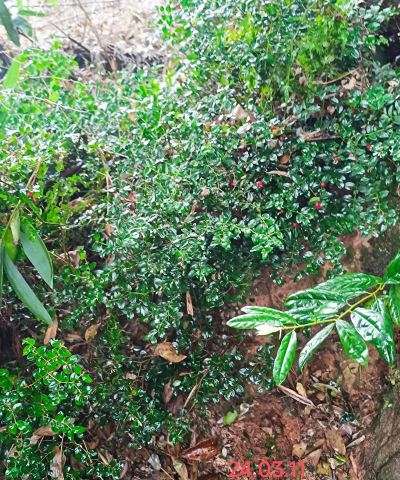 家庭养花用生根粉