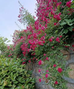 墙头上长什么花