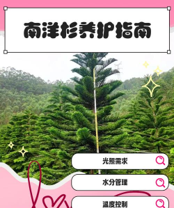 南洋彬怎么管理