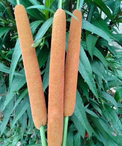 野沟适合养什么