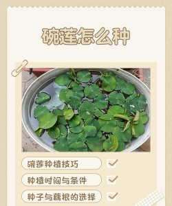 小型莲花怎么种植